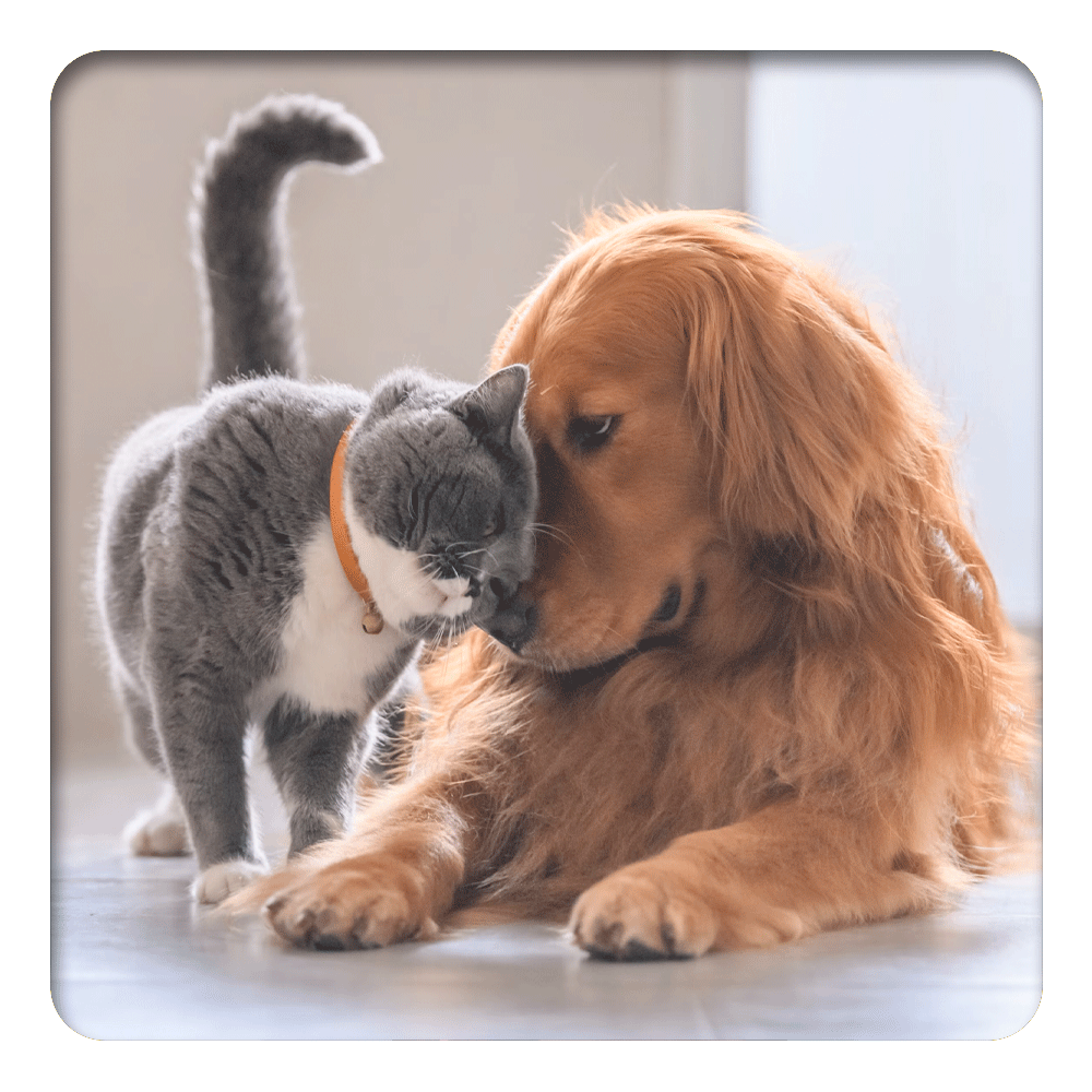 Cat nuzzling a gentle dog, capturing a moment of harmony perfect for Lily & Loaf's pet-friendly products.