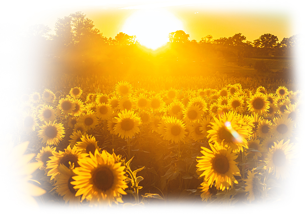 Vitamin D the sunshine vitamin - Sunrise over a vibrant sunflower field