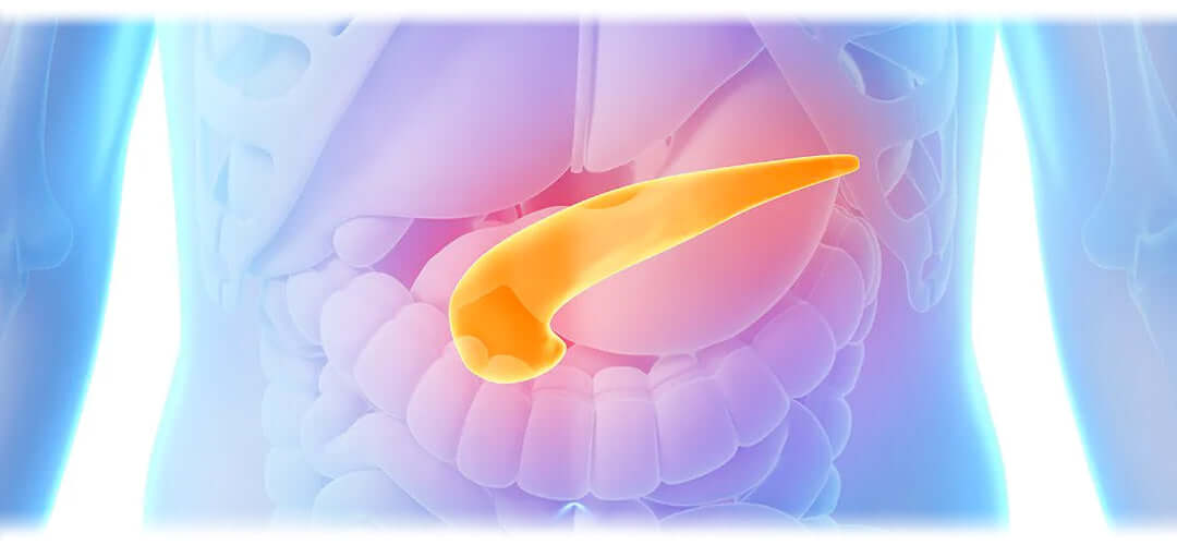 An image featuring the pancreas organ. The image suggests the topic of pancreatic health and nutrition.