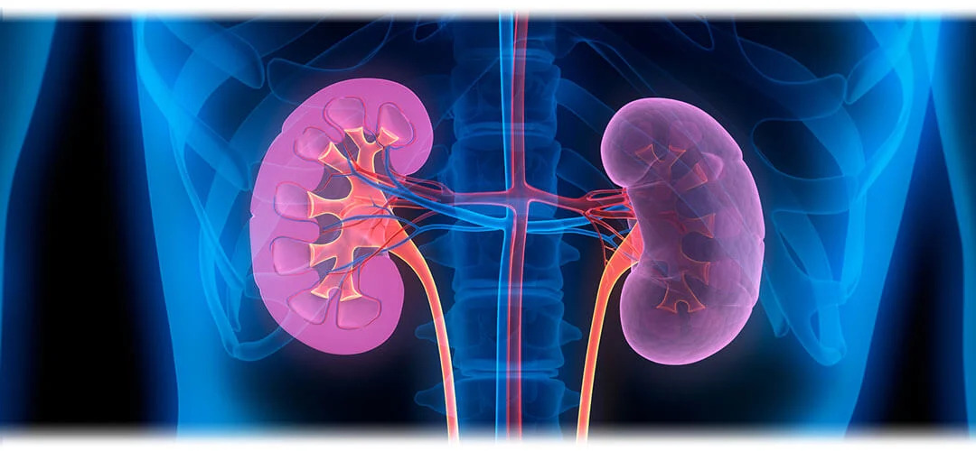 An illustration depicting healthy kidneys, symbolising kidney health. The image represents the importance of maintaining kidney health for overall well-being.