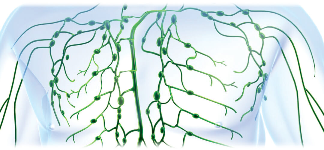 Header image showcasing the lymphatic system, reflecting the content of the blog post regarding lymphatic health and function.