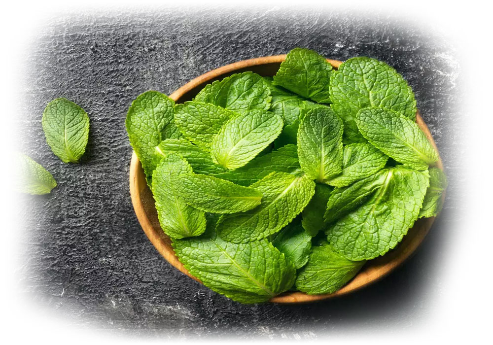 Fresh peppermint leaves in a bowl, key ingredient for Lily & Loaf's invigorating essential oils.