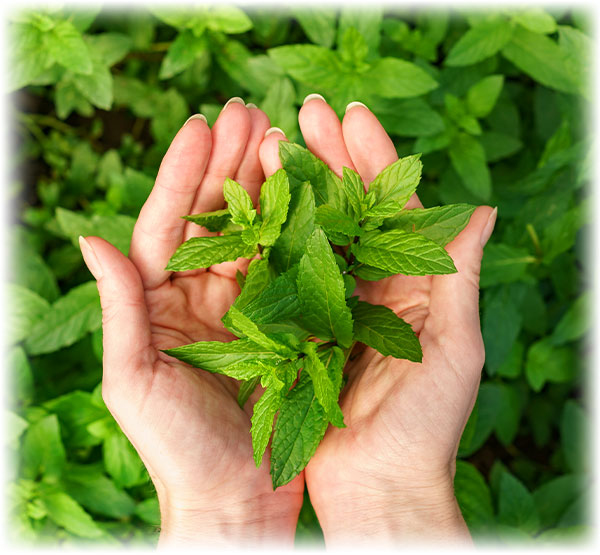 Hands cradling fresh peppermint, signifying Lily & Loaf's embrace of nature's gifts.