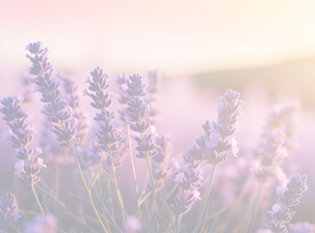 Serene lavender field at dusk, embodying Lily & Loaf's commitment to natural wellness.